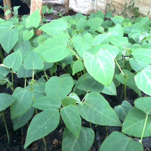 mucuna-bracteata-1.jpg